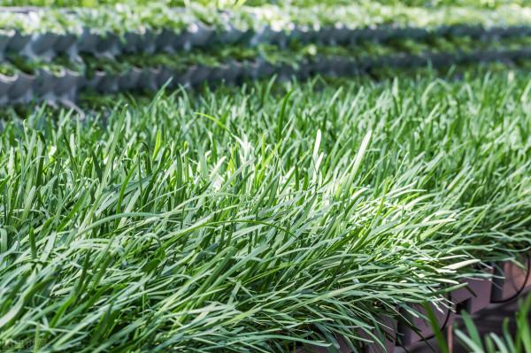 農村6種懶人蔬菜,簡單易種不打藥,種一次可以吃好幾年? 農村6種懶人蔬菜,簡單易種不打藥,種一次可以吃好幾年?