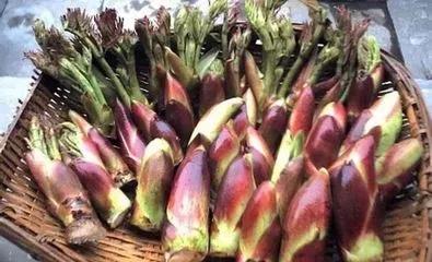 貴州農村的幾種野菜，你都吃過嗎？