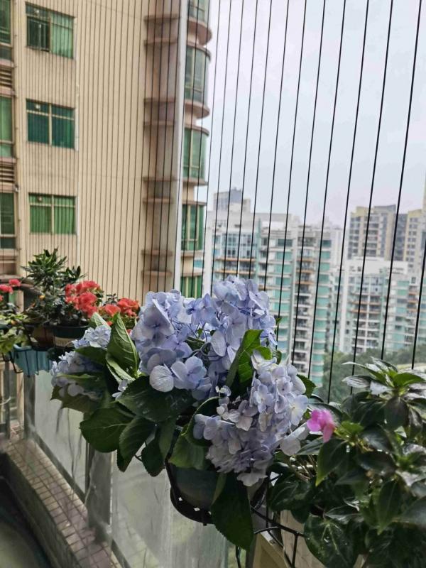 繡球花開花沒動靜，只差這兩下修剪，就能讓繡球花輕鬆爆盆