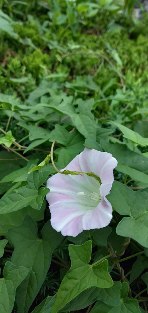 《莊子》雜篇《讓王》，見利思害的道理