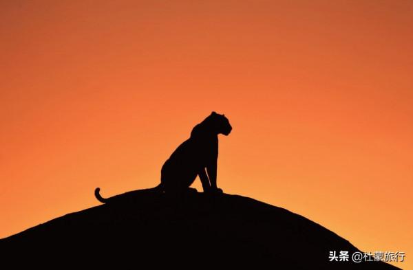 從外交官到“中國獅子王”，他深入非洲14年，只為解鎖這些秘密