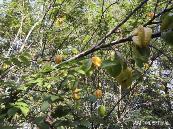 海南風光美（016）楊桃長啥樣？