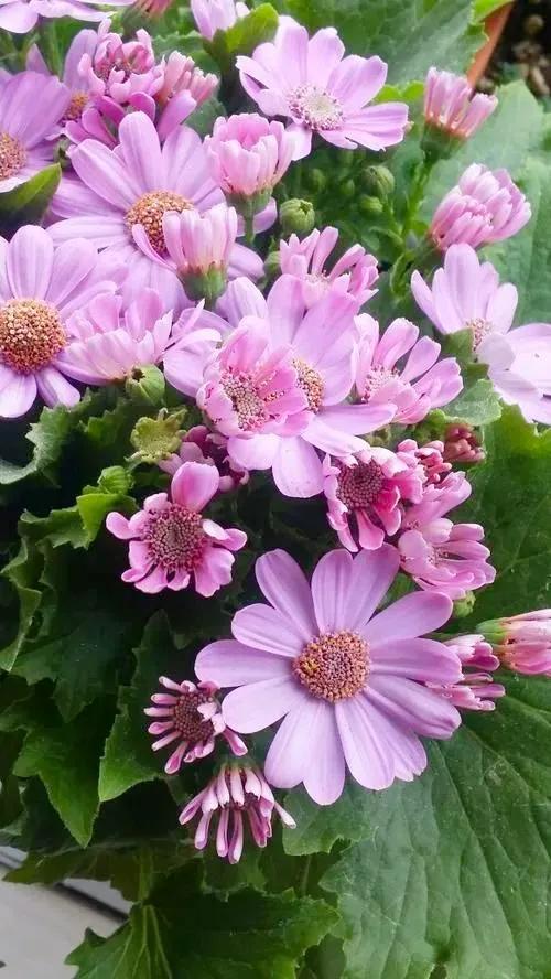 多姿多彩瓜葉菊