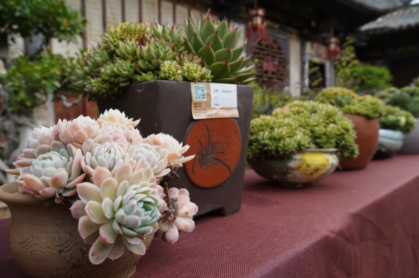 春節到朱家花園看多肉