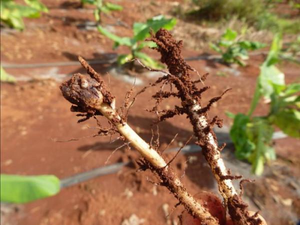 土壤裡活躍著各種微生物，是土壤肥沃的重要組成部分