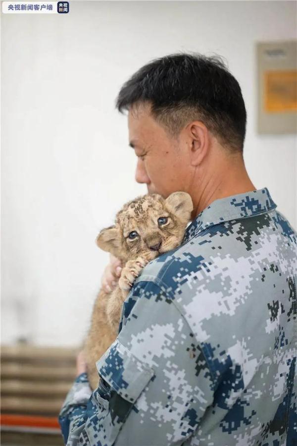 超可愛！鄭州市動物園3只幼獅國慶集體亮相