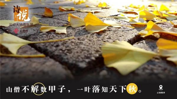 絕美！當雲嶺秋日美景遇上古詩詞