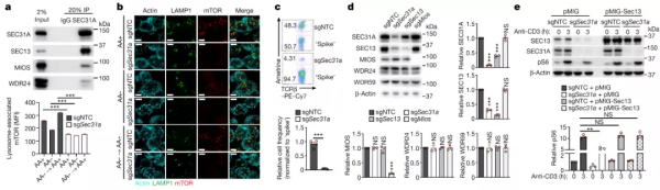 Nautre:全基因組篩選構建mTORC1調控網路的營養調控訊號樞紐 Nautre:全基因組篩選構建mTORC1調控網路的營養調控訊號樞紐