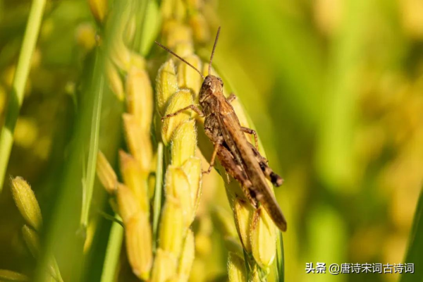 紅螞蚱,綠螞蚱 紅螞蚱,綠螞蚱