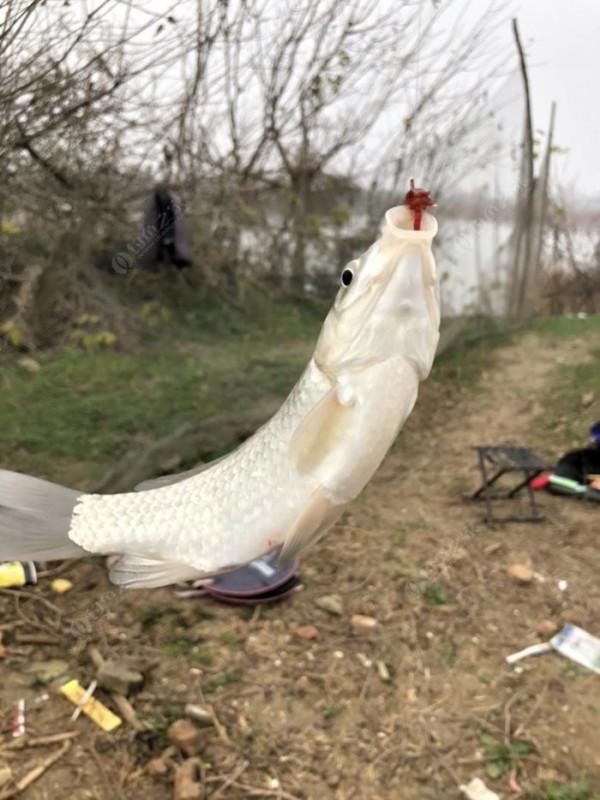 2021垂釣日誌之80，成子湖釣大水面沒想到魚口這麼瘋