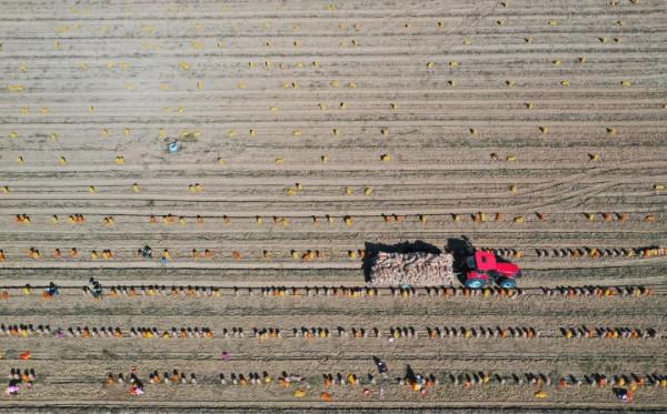 中國的糧食基地是怎樣煉成的? 中國的糧食基地是怎樣煉成的?