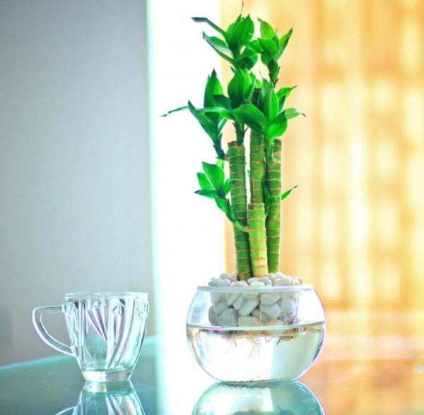 什麼花招財又旺宅好養