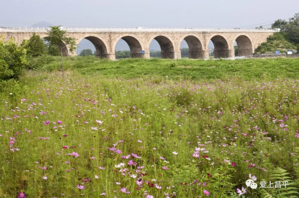 昌平夏末美景專屬地！藍天白雲，水鳥倒映，花田拍照......美不勝收！