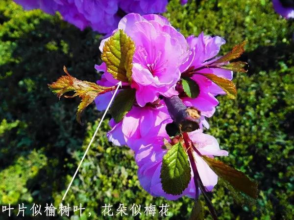 春暖花開賞花時，教你辨識這幾種相似的花，別再被朋友說不懂花了