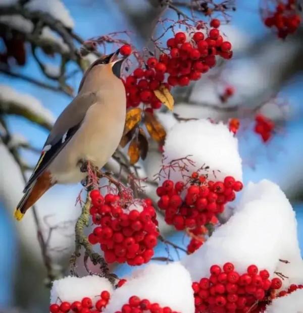 分享圖片——最美的鳥語花香集錦
