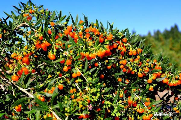 中藥之枸杞子與地骨皮 中藥之枸杞子與地骨皮