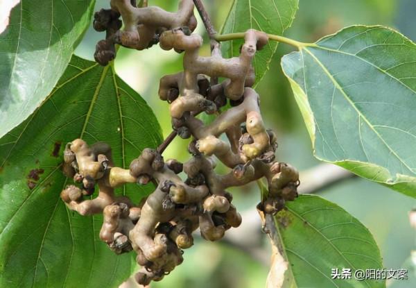 童年回憶中的10種野果,現在越來越少了,你還記得幾種呢? 童年回憶中的10種野果,現在越來越少了,你還記得幾種呢?