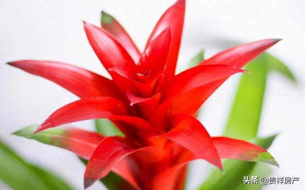 花卉的養殖注意事項,根據家居風水不同養殖不同的花卉 花卉的養殖注意事項,根據家居風水不同養殖不同的花卉