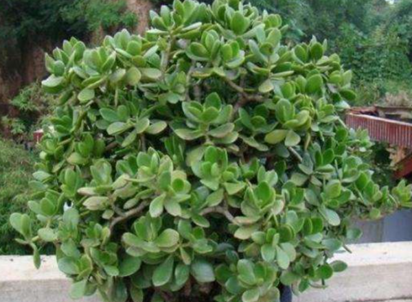 玉樹怎麼養成參天大樹？做好四步驟，葉片肥厚敦實，主杆粗壯硬挺