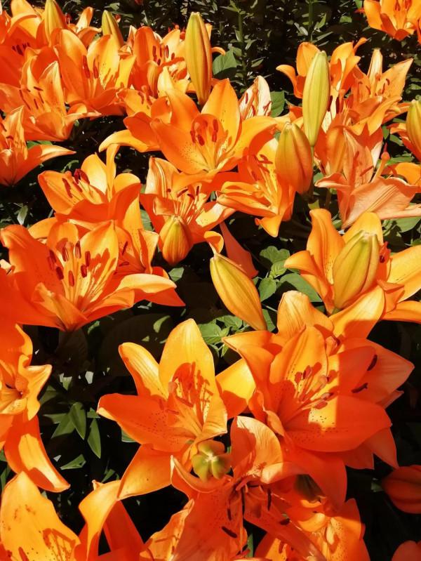 中秋佳節，百合花已盛開