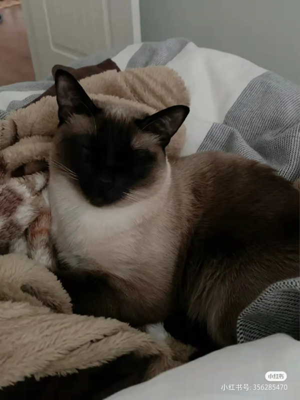 “下輩子,我再也不養暹羅貓了!” “下輩子,我再也不養暹羅貓了!”