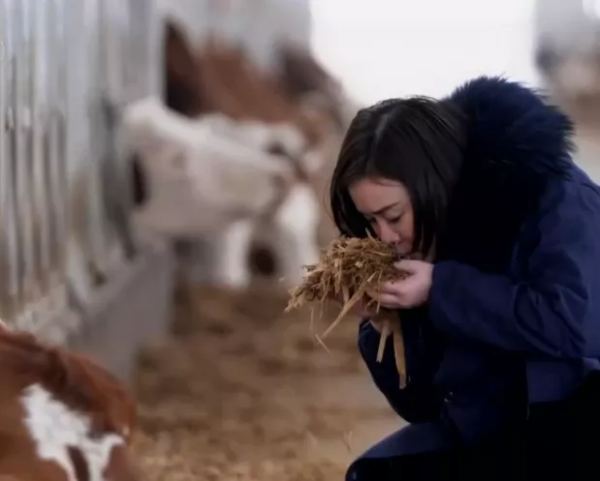 34歲河南美女，經營4個養殖場，養6千頭牛，年銷售額1.6億