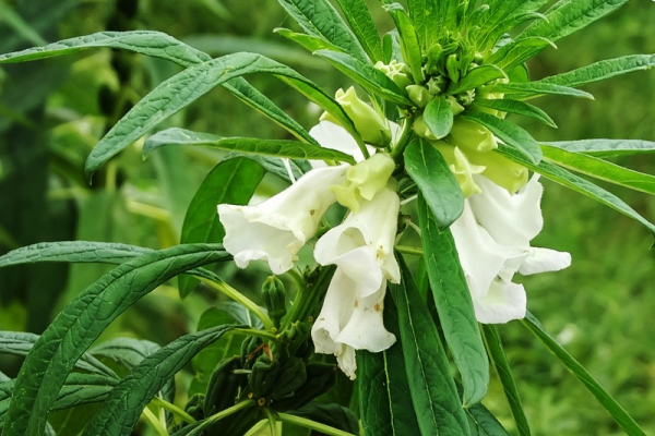 秋天常見的60種花，最全花卉圖譜，收藏起來慢慢看