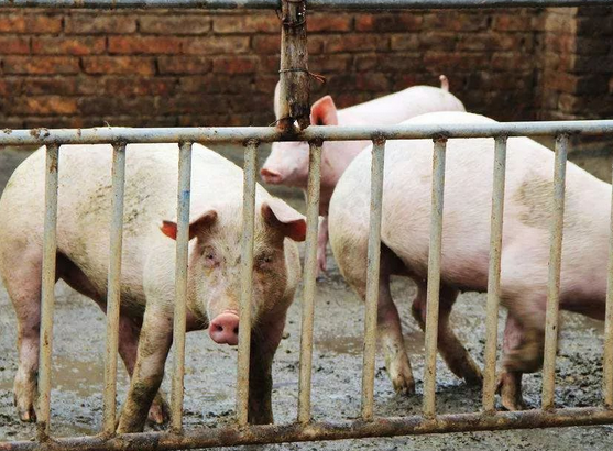 豬打噴嚏是什麼原因？引起豬打噴嚏有哪些原因？都總結在這了