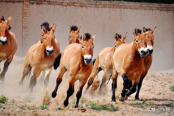 20年前放歸野外的27匹普氏野馬,現在的生存狀況怎麼樣了? 20年前放歸野外的27匹普氏野馬,現在的生存狀況怎麼樣了?