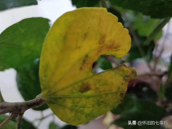 我是怎麼治白粉蝨的？