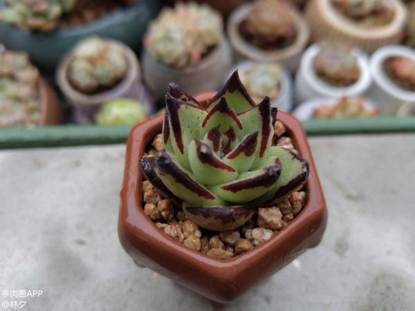 分享自己的配土和澆水經驗！包教包會！你不來瞅瞅？