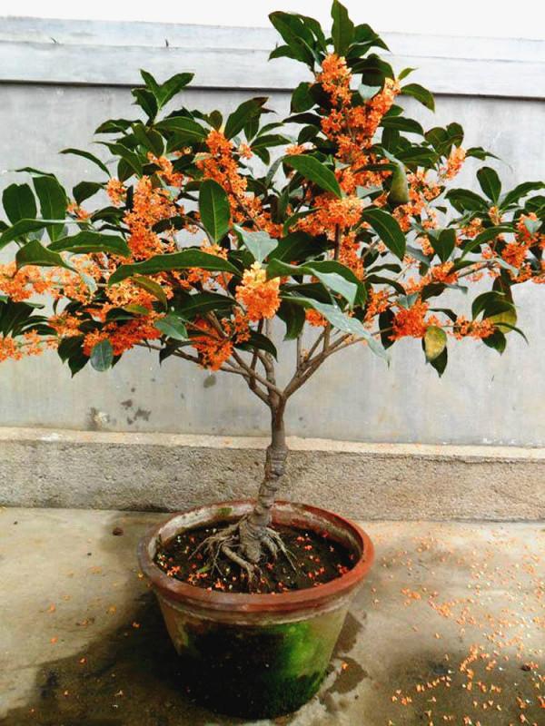 11種“富貴花”，適合養在客廳，好看又好養，養人又吉祥