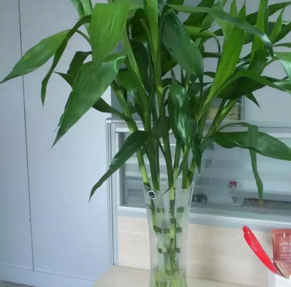 8種寓意吉祥的花，可招納福氣，招財旺運，一定多養幾盆