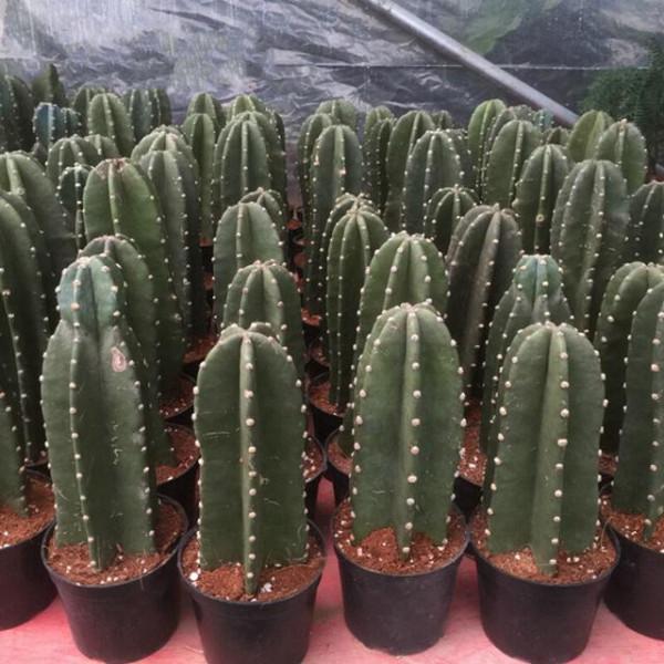 “100種花”適合養在陽臺上，一個比一個好看，還很好養護