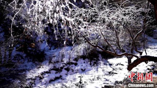 青海互助霧凇冰瀑連綿數里 玉樹瓊枝似“白色王國”