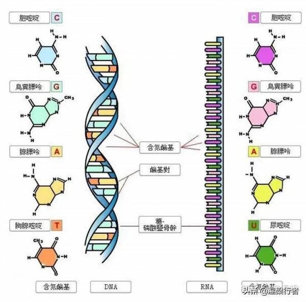 最懷才不遇的生物物理學家,發現全新生命種類,創立另類生命之樹 最懷才不遇的生物物理學家,發現全新生命種類,創立另類生命之樹
