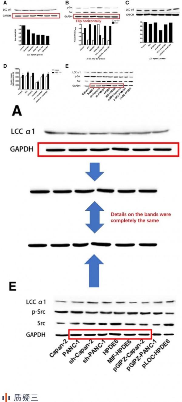 中山大學附屬醫院聯合發表的論文被質疑蛋白條帶處理後重復使用