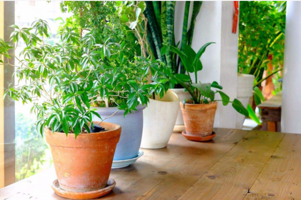 新的一年，想要養好花，要先改正6個&OpenCurlyDoubleQuote;壞習慣&rdquo;