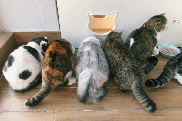 養貓一個月開銷多少？需要做哪些準備？資深鏟屎官為您解答