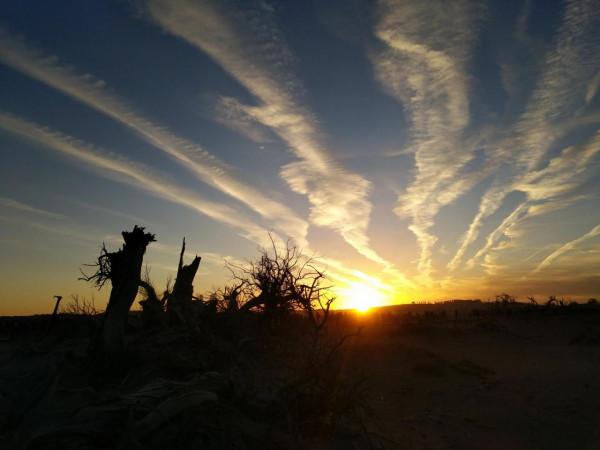 悲涼景觀：怪樹林