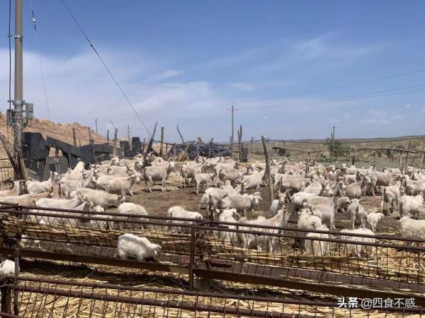 “內蒙古姐夫”帶我吃遍鄂爾多斯美食