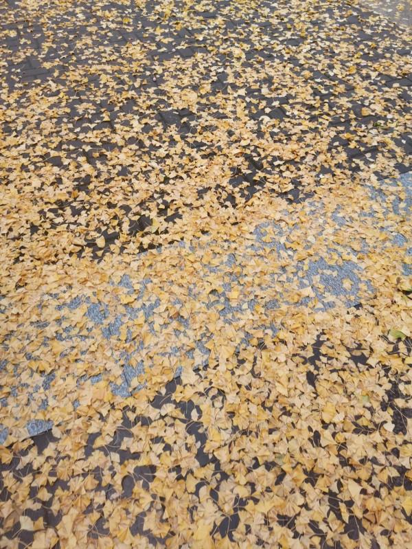 【知秋·散文】