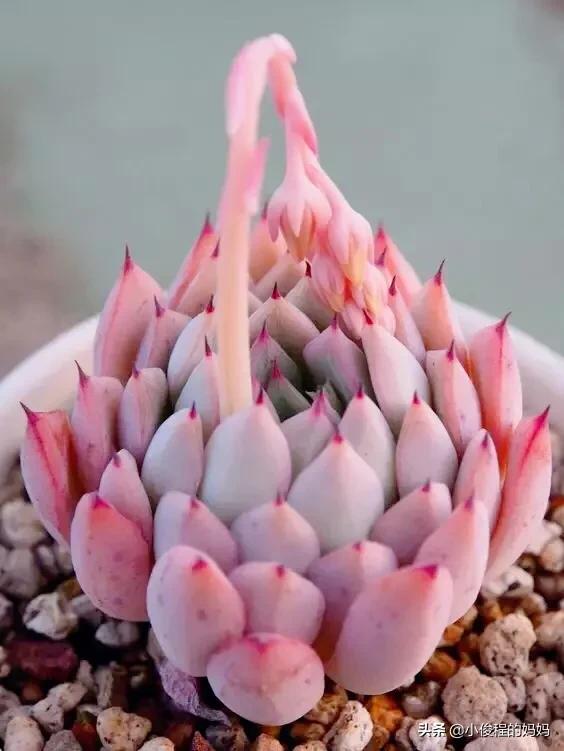 分享——石蓮花