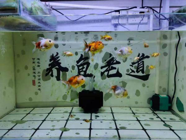 不建議春節期間對魚缸進行大掃除,尤其是一次性清理 不建議春節期間對魚缸進行大掃除,尤其是一次性清理