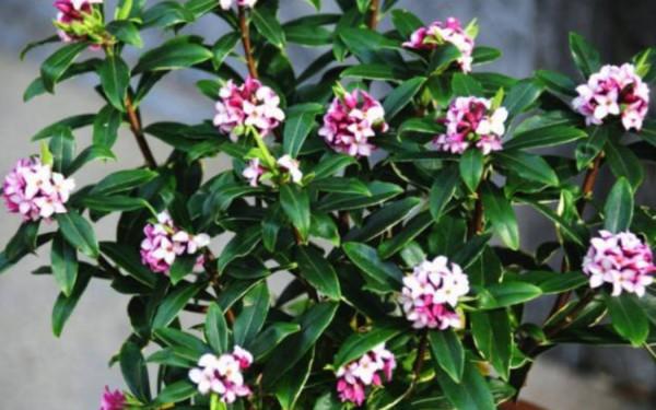 5種花“不好養”，新手建議別嘗試，白花錢養不活