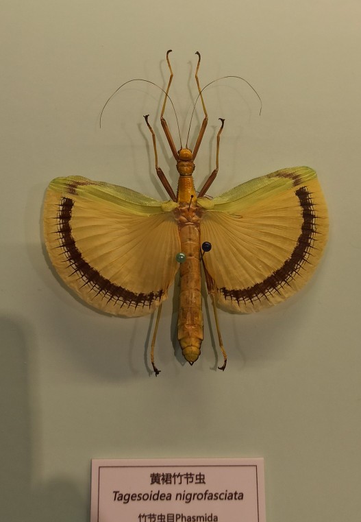 北京自然博物館竹節蟲