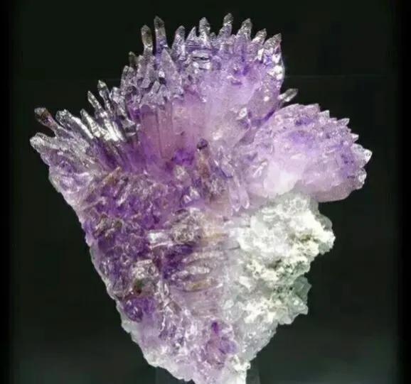 32種罕見的鮮花欣賞