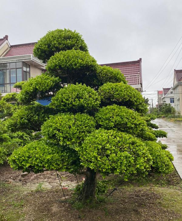 豪宅的標配“黃楊樹” 豪宅的標配“黃楊樹”