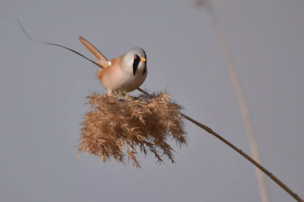 宛平湖拍鳥之文須雀