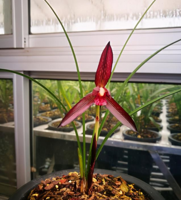 貴族頂級紅素&mdash;&mdash;婁山紅，品種高貴，花色豔麗，家裡有的都不一般
